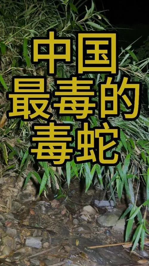 中国十大毒蛇，有一种正生活在海边，请注意防范