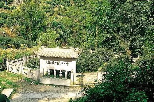 中国十大名贵茶叶 最贵的茶叶达52万元一两（中国最贵的十大名茶排名）