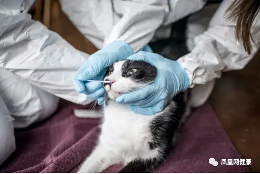 泰国出现疑似“猫传人”新冠案例 只因猫对她的脸打了个喷嚏?