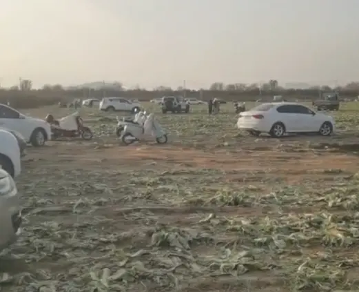 △网络视频截图