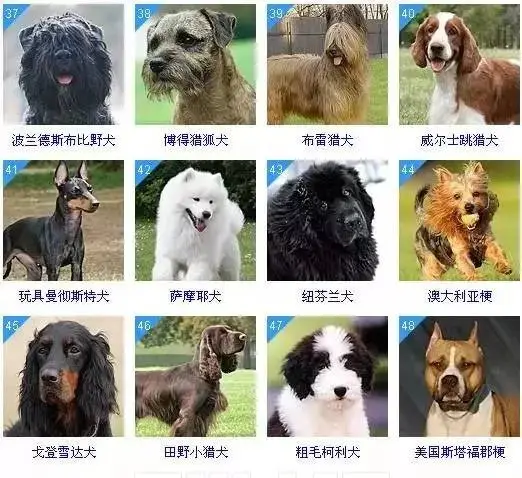 十大聪明犬排名（聪明犬排行榜） 第4张