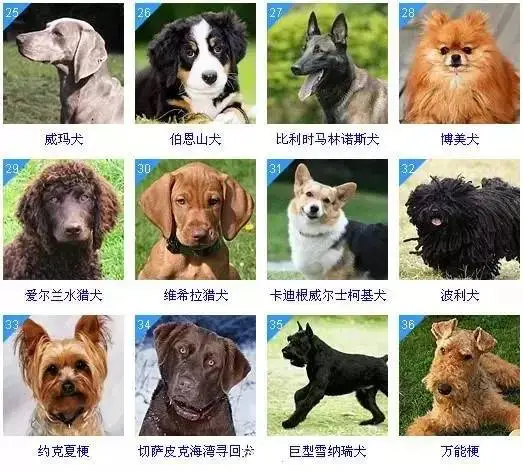 十大聪明犬排名（聪明犬排行榜） 第3张