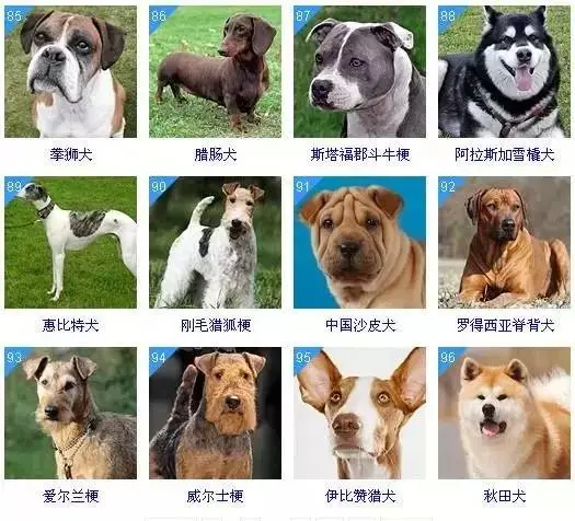 十大聪明犬排名（聪明犬排行榜） 第8张