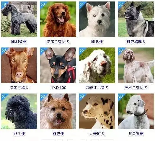 十大聪明犬排名（聪明犬排行榜） 第5张