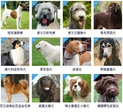 十大聪明犬排名（聪明犬排行榜） 第6张