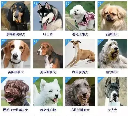 十大聪明犬排名（聪明犬排行榜） 第7张