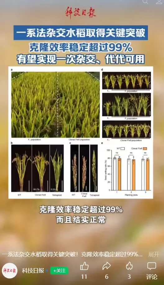 中国杂交水稻重要突破:有望彻底改变每年制种模式,一次杂交代代可用