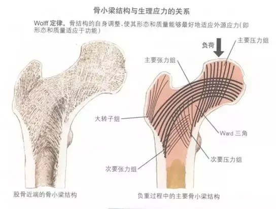 怎么判断是不是骨性关节炎 骨性关节炎的症状和治疗方法(如何判断是不是骨关节炎)