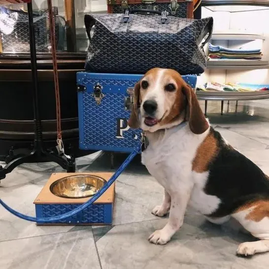 Goyard，都市丽人不能不知道的奢侈品牌-都市丽人官方旗舰店