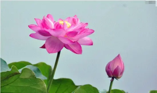 中国莲的生长特点，怎样才能优良的种植，科学的方法不能少(莲怎么种示意图)