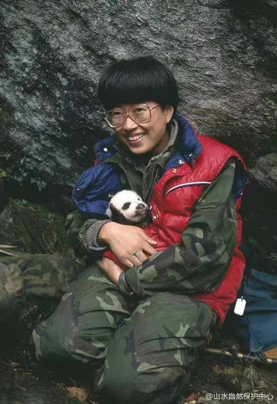 年轻的吕植怀抱初生的熊猫（图源：山水自然保护中心）