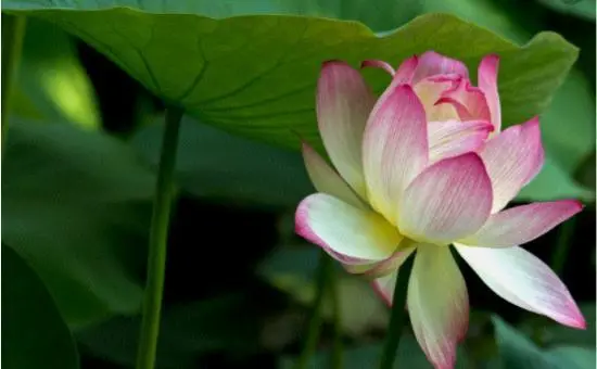 中国莲的生长特点，怎样才能优良的种植，科学的方法不能少(莲怎么种示意图)