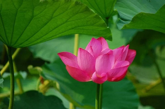 中国十大名贵花卉是哪些？考拉园艺网带你了解最名贵十种花卉（中国最贵的花排行榜第一名）