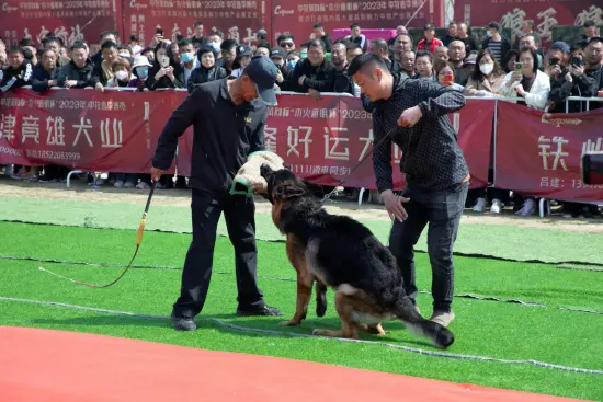 300只中国牧羊犬亮相 首届中国牧羊犬春季博览会暨中国牧羊犬协会成立仪式举行（中国牧羊犬是什么意思）