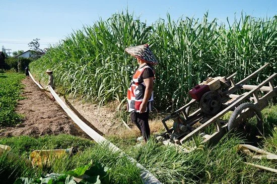 8月21日，湖南省常德市汉寿县永丰村，村民在甘蔗地里准备抽水抗旱。眼下甘蔗的拔节生长正是需要水分的关键时刻，高温干旱导致甘蔗出现滞长。周沛/摄