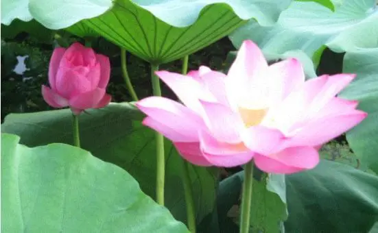 中国莲的生长特点，怎样才能优良的种植，科学的方法不能少(莲怎么种示意图)