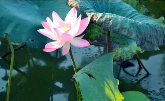 中国莲的生长特点，怎样才能优良的种植，科学的方法不能少(莲怎么种示意图)