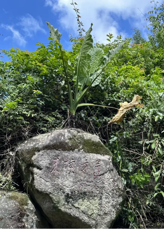 走进欢喜地：安溪青林岩田野调查小记 | 走进黄檗