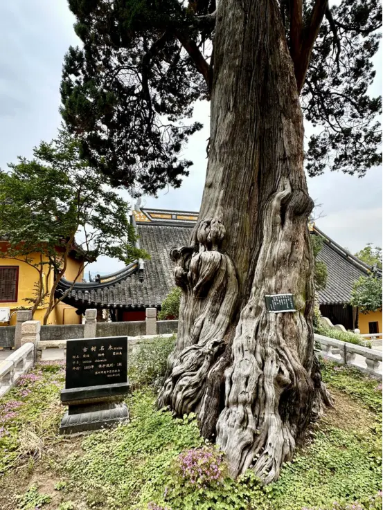 邓尉山上香雪海 | 吴越黄檗踪迹