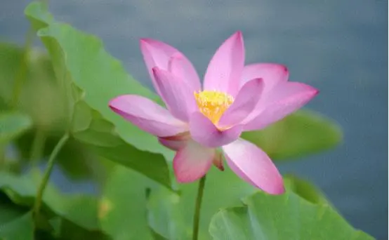 中国莲的生长特点，怎样才能优良的种植，科学的方法不能少(莲怎么种示意图)