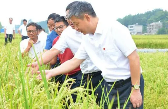 邵陽市委書記嚴華在綏寧縣武陽鎮(zhèn)茅坪村調(diào)研雜交水稻制種產(chǎn)業(yè)發(fā)展情況