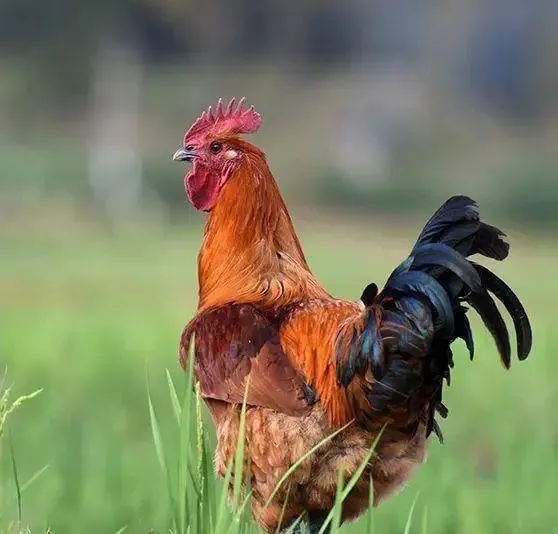 跟着本地人“吃”武定！武定壮鸡的最佳“打开”方式_手机搜狐网