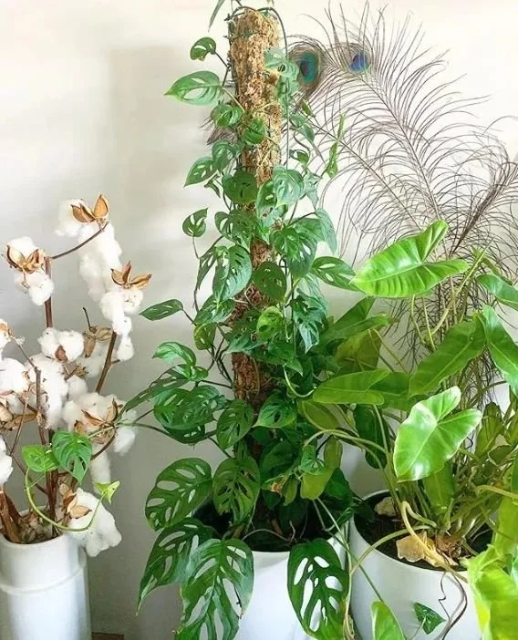 用这6种不同的方法，让盆栽绿植在墙上攀爬生长-怎么让植物爬墙