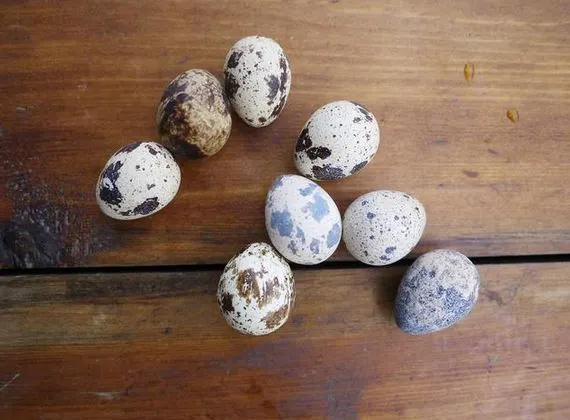 鹌鹑蛋是日常生活中常见的食物，鹌鹑蛋的营养价值有哪些插图2