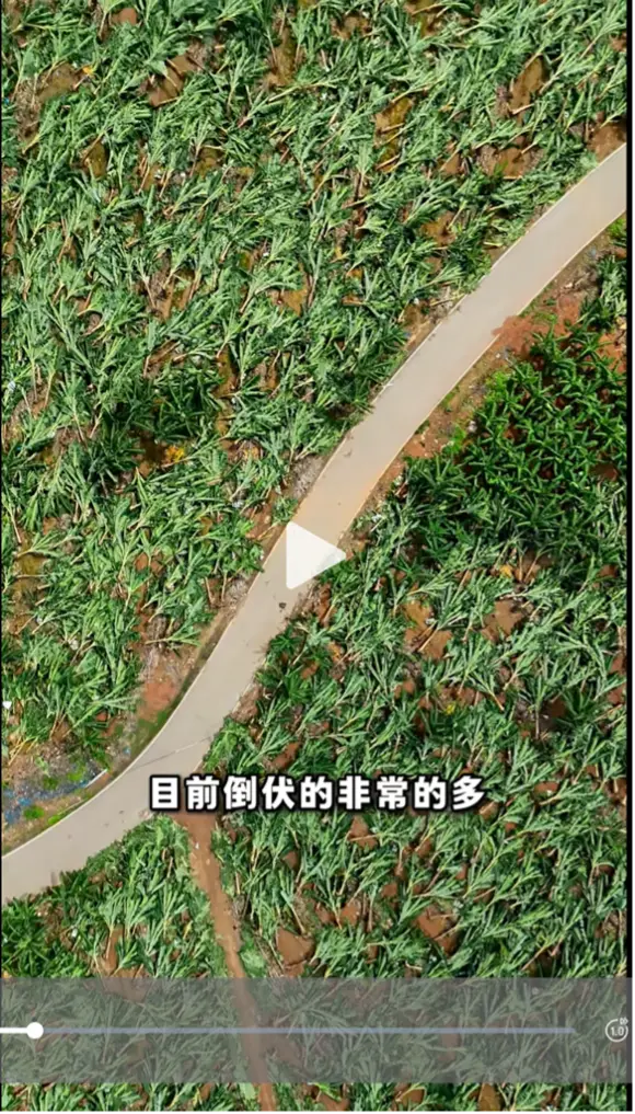 ◉香蕉连片倒伏。图源：“阿宝说农业”