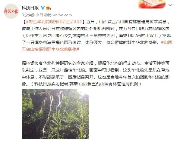 野生华北豹现身山西五台山-山西哪些县发现华北豹