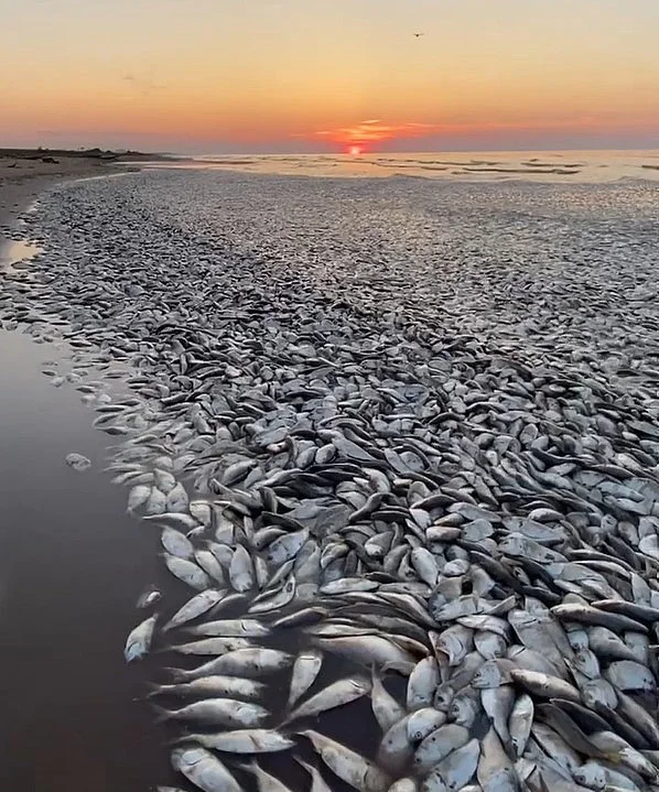 当地时间2023年6月9日，美国得克萨斯州，数万条鱼因海水高温导致缺氧死亡，被冲到墨西哥湾沿岸。