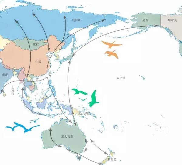 国内候鸟迁徙路线图