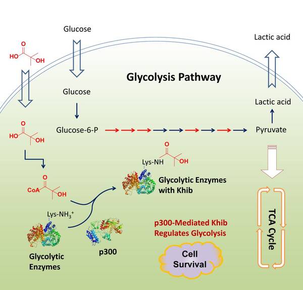 Mol Cell丨赵英明组报道二羟基异丁酰化修饰在糖酵解调控中的作用