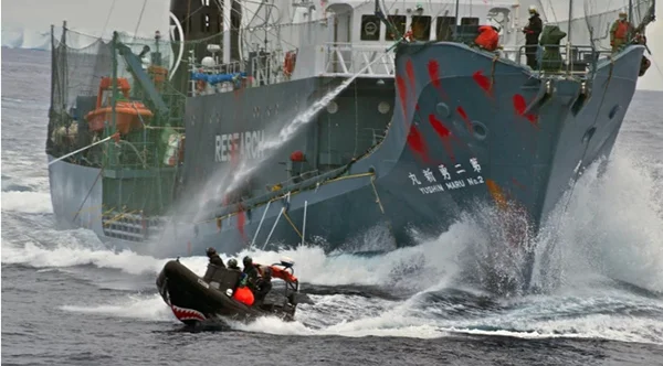 2014年，环保组织“海洋守护者”协会出动快艇干扰日本捕鲸船“第二勇新丸”号，日本捕鲸船使用水炮驱逐 “海洋守护者”协会官网