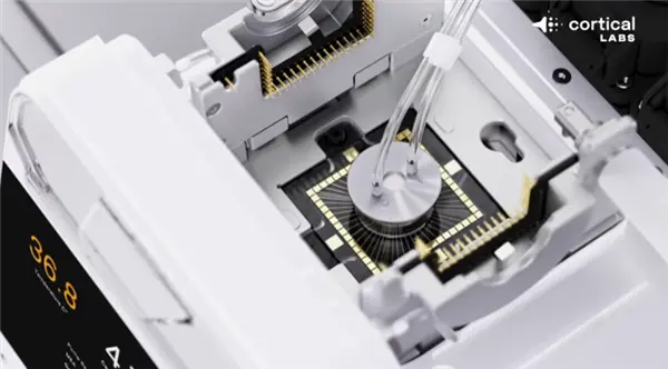 20万个活体人类神经元在电脑芯片上激活!竟然能自己玩《毁灭战士》游戏