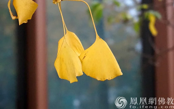 图片来源：凤凰网佛教文化 摄影：闫秀勇