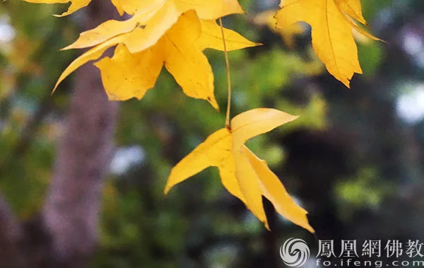 图片来源：凤凰网佛教文化 摄影：闫秀勇