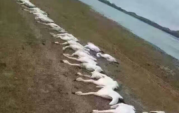 昨天（24日），有微博网友发帖称，内蒙古自治区锡林郭勒盟正蓝旗天鹅湖畔，有数百只天鹅被捕杀。当地警方通报，接群众反映后赶赴现场发现水中确有部分水禽死体，死因不明，当地警方已组成调查组鉴定，各项工作正在调查中。