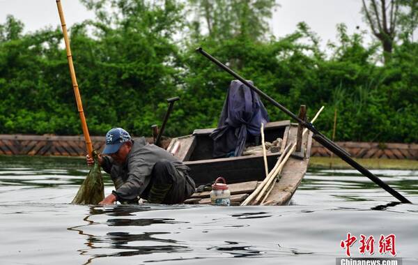 4月16日，雄安新区白洋淀，一位捕鱼人正在忙碌。<br>中新社记者 翟羽佳 摄