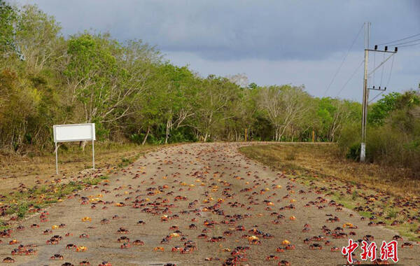 4月21日消息，古巴吉隆湾，数以百万计的螃蟹大军涌向海边产卵。据了解，每年春季第一场雨后，这些螃蟹便从附近的森林中爬出，到海边繁衍后代。图：中新网