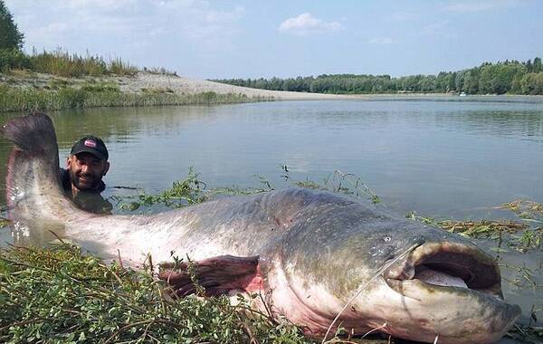 意大利一渔民钓起240斤巨型鲶鱼(图)