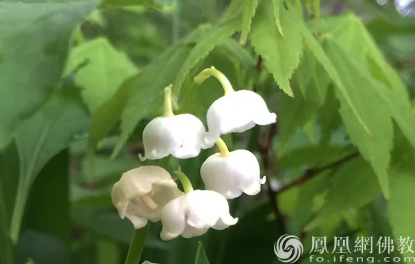 图片来源：凤凰网佛教文化 摄影：闫秀勇