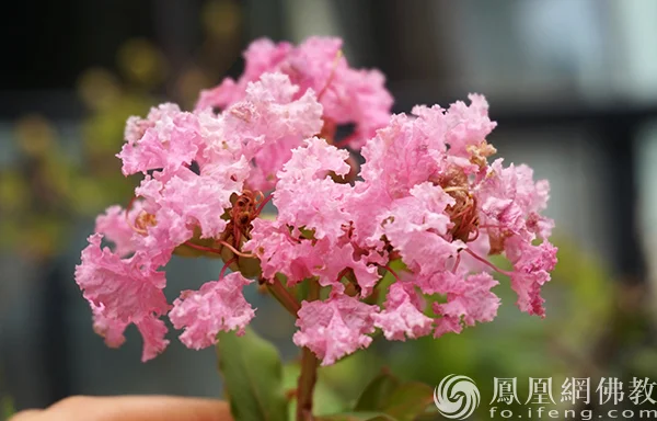图片来源：凤凰网佛教文化 摄影：闫秀勇