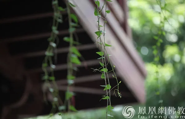 图片来源：凤凰网佛教文化 摄影：十愿