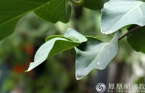 图片来源：凤凰网佛教文化 摄影：闫秀勇