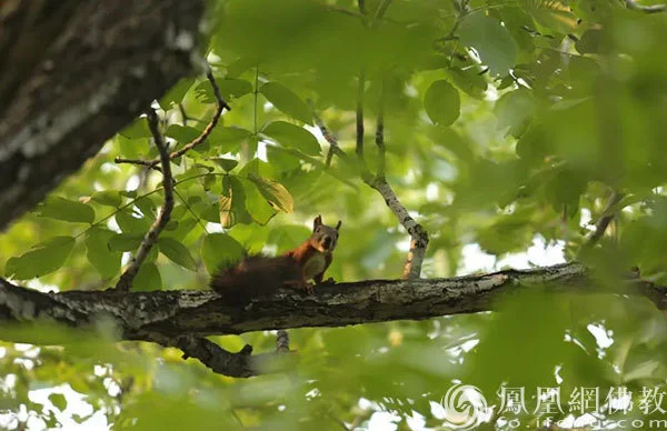 图片来源：凤凰网佛教文化 摄影：十愿