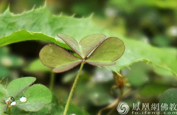 图片来源：凤凰网佛教文化 摄影：闫秀勇