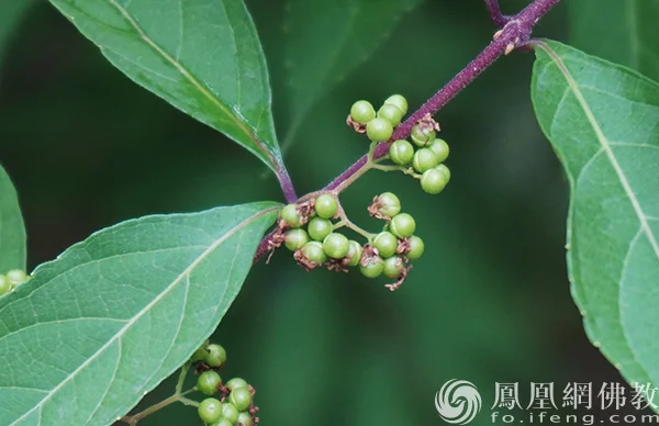 图片来源：凤凰网佛教文化 摄影：闫秀勇