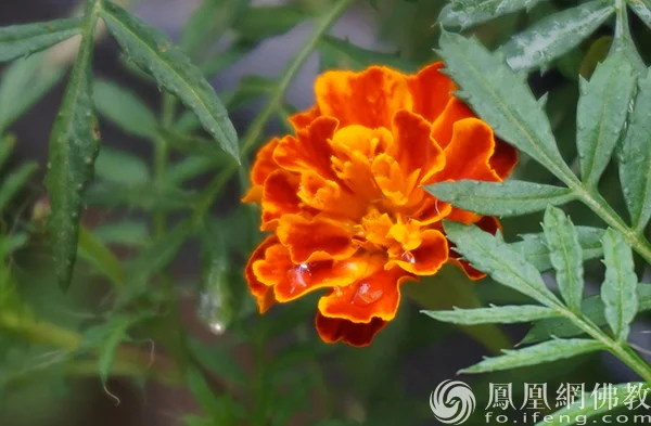 图片来源：凤凰网佛教文化 摄影：闫秀勇