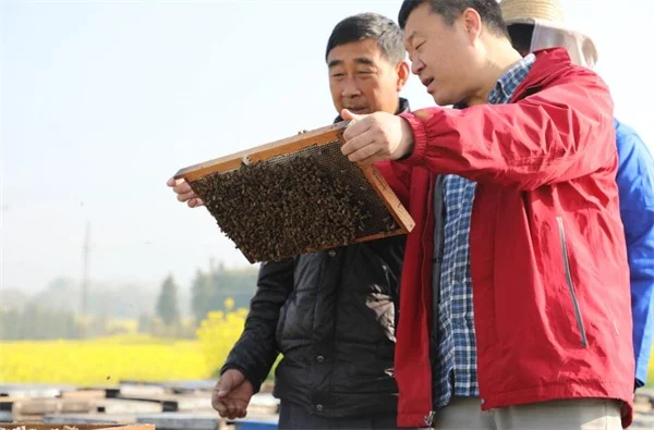 蜂王浆吃对身体有什么好处?吃蜂王浆有哪些好处?